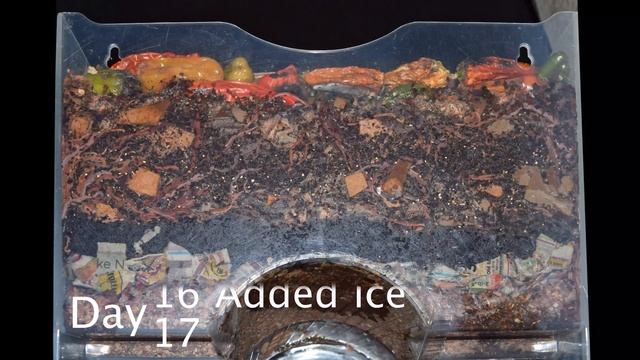 Flash-lit Layered Worm Bin 1-month Time-lapse - ALL FRAMES - vermicomposting смотреть онлайн