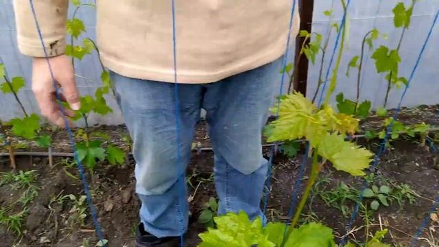 (139) ГДЕ МЫ? Где спрятаться от дождя и людей, чем заняться? Виноград ВЕЛЕС и ПРЕОБРАЖЕНИЕ смотреть онлайн