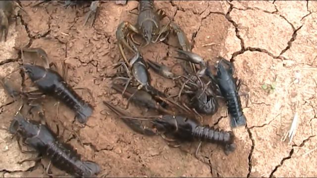 ЗА РАКАМИ!!! ЧАСТЬ 2. смотреть онлайн