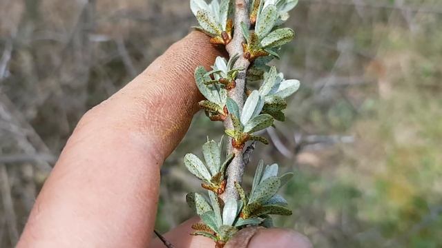 Sanddorn - m. & w. Blüten - 09.04.18 (Hippophae rhamnoides) - Baum-/Strauch-Bestimmung смотреть онлайн