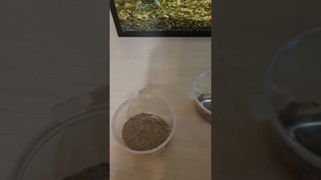 Давайте придумаем имена нашим рыбкам)) А пока ждём аквариум смотреть онлайн