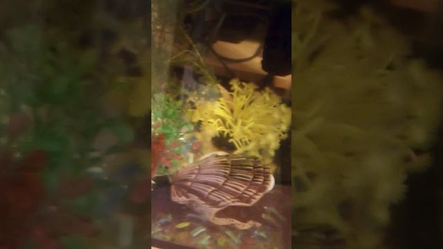 Шпорцевые лягушки и тритоны в домашнем аквариуме смотреть онлайн