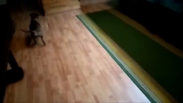 Прятки с таксой Дусей смотреть онлайн