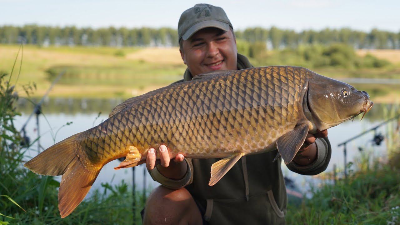 НЕВЕРОЯТНЫЙ УТРЕННИЙ КЛЕВ. ДИКАРЬ ПРЕПОДНЁС СЮРПРИЗ. Карповая ловля летом. смотреть онлайн