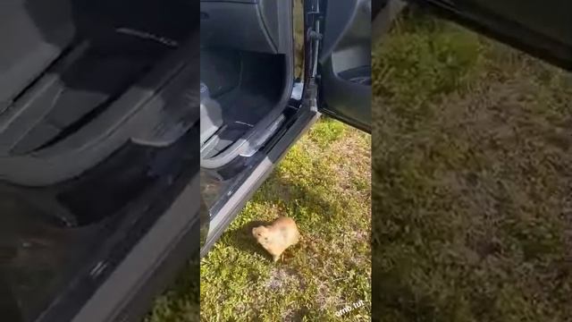 Видео,приколы,юмор,смех смотреть онлайн