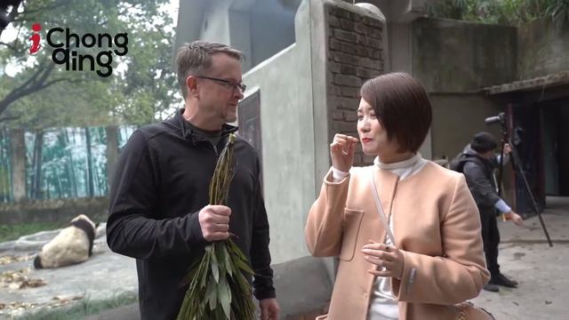 Chongqing: Pandas in Chongqing Zoo смотреть онлайн