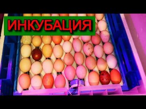ИНКУБАТОРЫ закладка БЫСТРО с опытом ПРОСТО мои КОШКИ