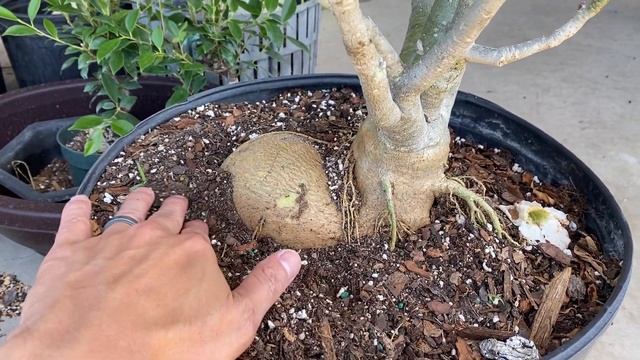 Adenium Obesum VS Arabicum - Desert Rose Comparison