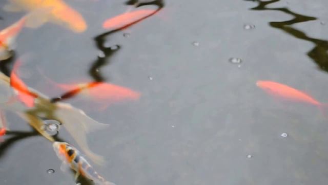 Пруд на 8.5м3 в теплице 2 часть смотреть онлайн