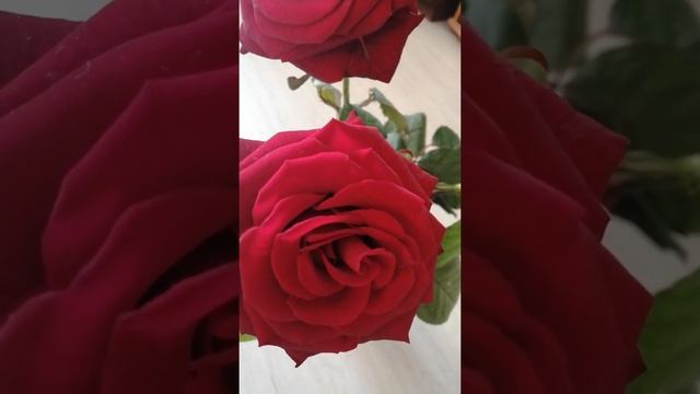 СТИХИ О ЛЮБВИ. ЮЛИЯ ДРУНИНА. МЫ ЛЮБОВЬ СВОЮ СХОРОНИЛИ. ОЛЬГА ШУБИНА. 16.01.2021 смотреть онлайн