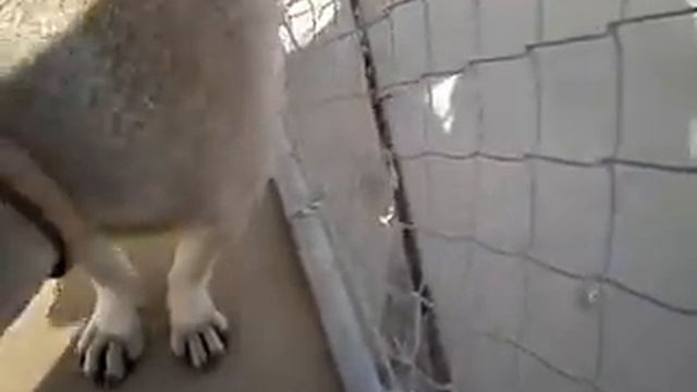 Teaching Sharpei how to accept a brush смотреть онлайн