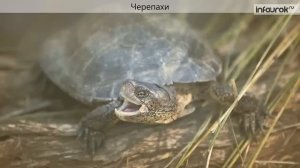 Видеоурок "Многообразие пресмыкающихся"