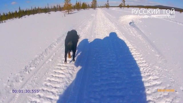 РУССКИЙ ТОЙ | Скорость бега собаки по снегу | Douglas смотреть онлайн