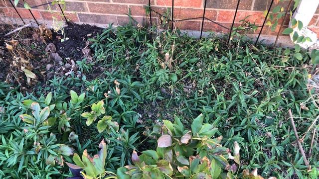 Prune Down:Peonies,Hardy Hibiscus,Sweet Autumn Clematis.Cleaning flower bed in Fall.//Small garden. смотреть онлайн