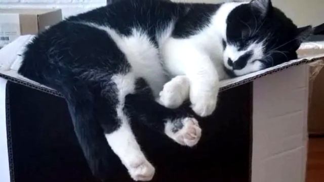 Он стучал в окно десять часов, надеясь, что его впустят. И чудо произошло! смотреть онлайн