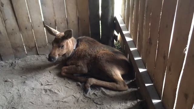 маленький жующий лосёнок смотреть онлайн