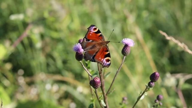 Butterfly смотреть онлайн