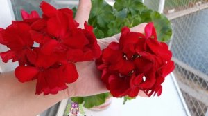 #Пеларгония  Calliope Dark Red   #CalliopeDarkRed #моипеларгонииост