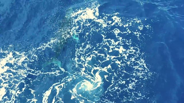 1 Hour Whale Music For Relaxation And Meditation | Reiki Whale Song