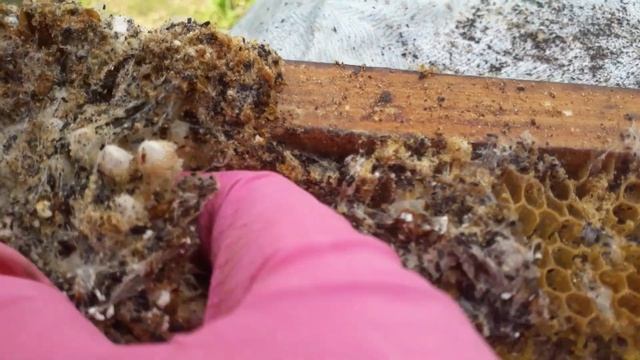 Личинки Восковой Моли - в косметологии. РАЗМЕР НЕ ИМЕЕТ ЗНАЧЕНИЯ! смотреть онлайн