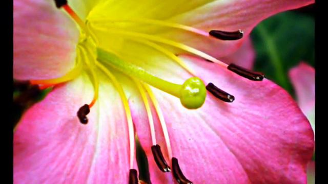 Sting desert rose (Slideshow Video ) смотреть онлайн