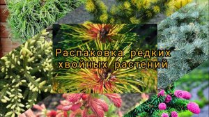 Новинки редких хвойных растений в моём саду! Налетаем! май 2023г