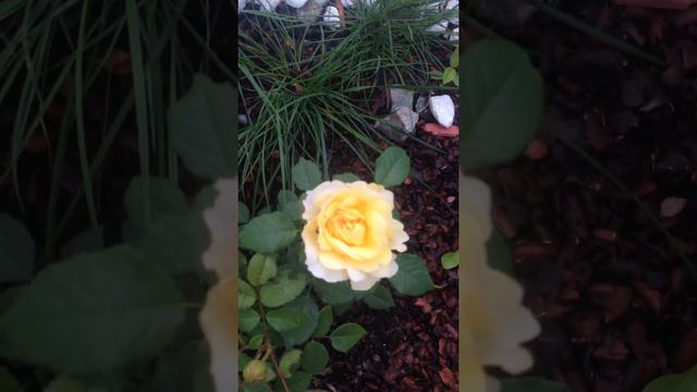 The poet's wife rose смотреть онлайн