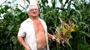 Уборка фасоли кустовой