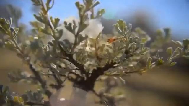 Новый год в разных странах!mp4 смотреть онлайн