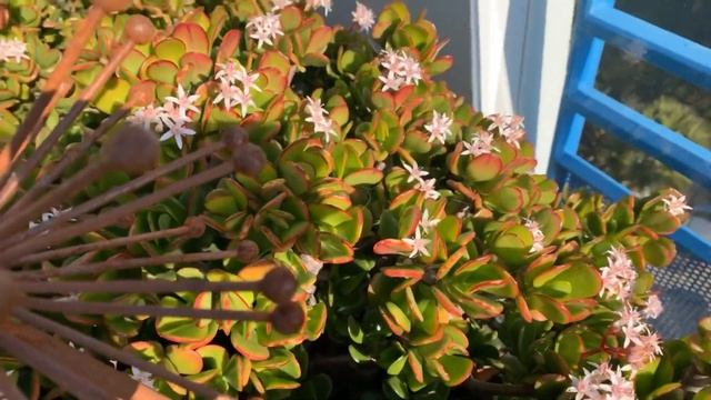 Уход за толстянкой зимой. смотреть онлайн