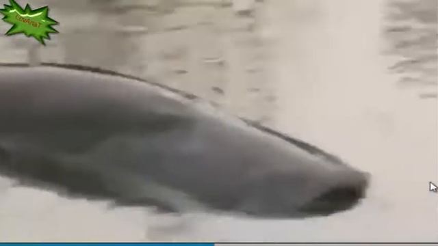 Смешные животные Лиса поймала сома Funny animals Fox caught catfish смотреть онлайн