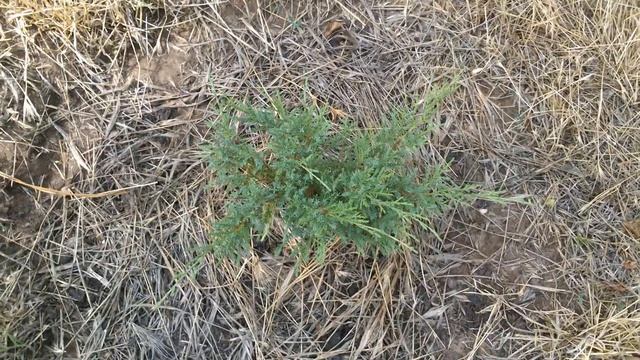 Можжевельник Пфитцериана средний Минт Джулеп/Juniperus pfitzeriana media Mint Julep. смотреть онлайн