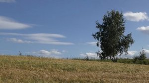 Футаж: дерево на пшеничном поле