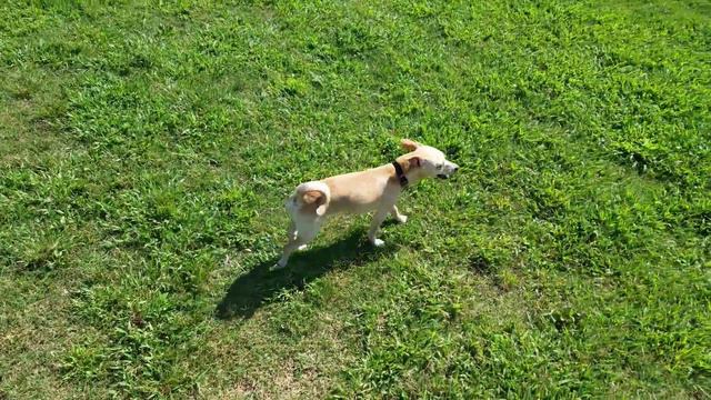 Jack Russell Chihuahua Terrier Mix barking while playing at the dog park. смотреть онлайн