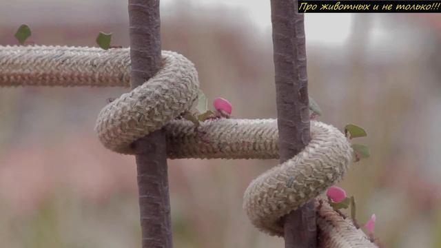 Хозяин дома отшатнулся, когда увидел ЭТО СУЩЕСТВО висящее на потолке крыльца!