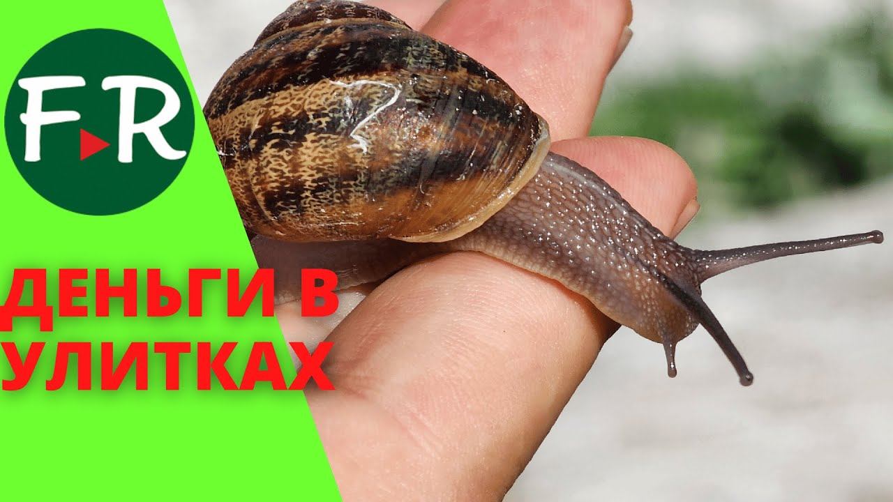 Как заработать на улиточном бизнесе? Крупнейшая улиточная ферма России. Секреты выращивания улиток смотреть онлайн