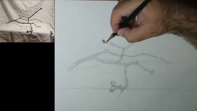 Рисунок ветки смотреть онлайн