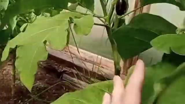 Баклажаны. Уход в августе. смотреть онлайн