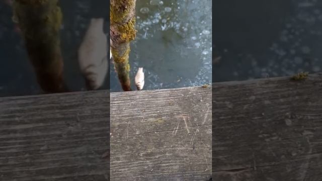 Караси и розы.#природа #природароссии #розы #сад #дача #карась # смотреть онлайн