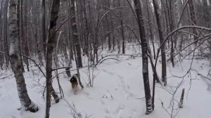 Охота с Гончей на Зайца