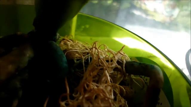 Новые корни орхидей. Цветёт НАРБОНЕ смотреть онлайн