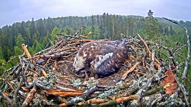 (31.05.2022) Скопа Иво и Ирис. Третий птенец - Osprey Ivo and Iris. The third chick смотреть онлайн