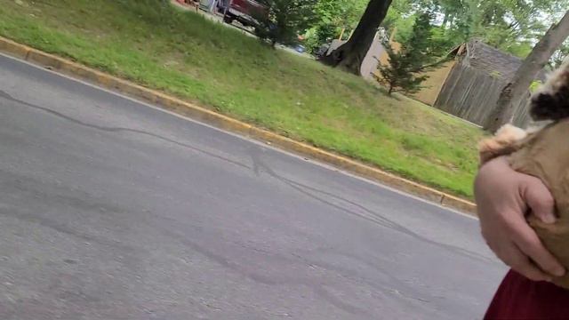 АМЕРИКАНСКИЙ СОСЕД НЕС СОБАКУ ДОМОЙ НА РУКАХ..ПОЛИЦИЯ ПРОЕХАЛА МИМО-Я САМА ВИНОВАТА.... смотреть онлайн