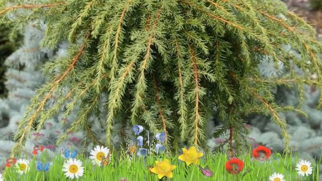 Можжевельник обыкновенный Кориелаган ? Обзор: посадка и уход. крупномеры: описание и особенности смотреть онлайн