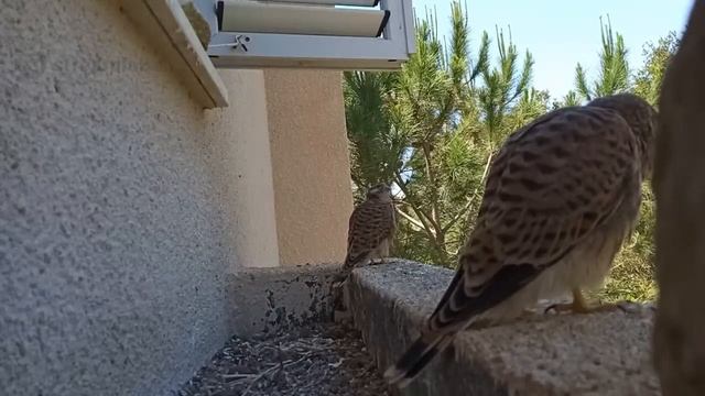 Common Kestrel nest | Гнездо сокола пустельги смотреть онлайн