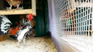 НАШИ КУРОЧКИ! БЕНТАМКА СИТЦЕВАЯ И ЛЕНИНГРАДСКАЯ. НОВОСТИ ПО ВЫХОДУ ВИДЕО?