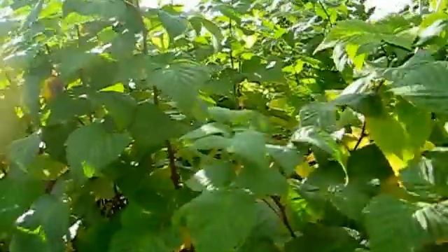 РЕМОНТАНТНАЯ МАЛИНА смотреть онлайн