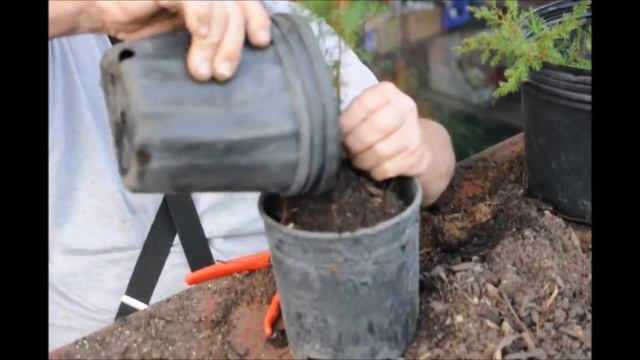 Harvesting Wild Native Trees Juniperus virginiana For Habitat Properties смотреть онлайн