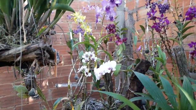 ORQUÍDEAS - MUDANÇAS NO ORQUIDARIO. смотреть онлайн