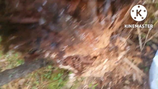 Триходерма не только на трутовике. смотреть онлайн